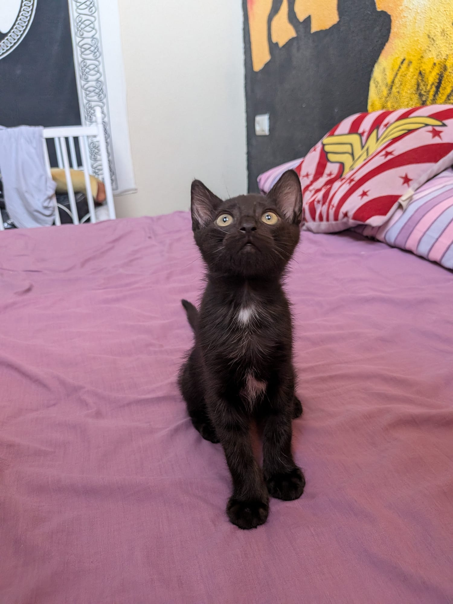 Gato en adopción Mimo en Galapagar, Madrid
