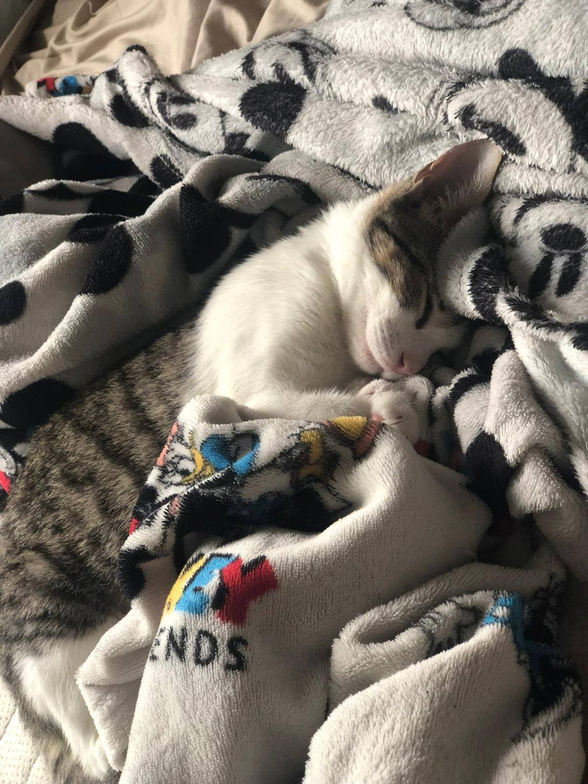 Gato 2
