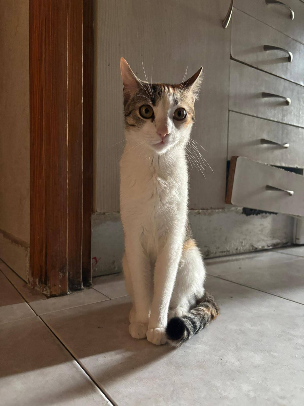 Gato 3