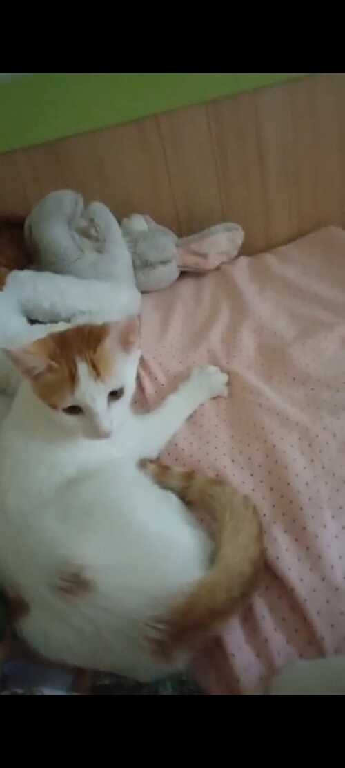 Gato en adopción Sal en Galapagar, Madrid